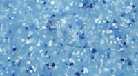 Step Color is Blue Granite